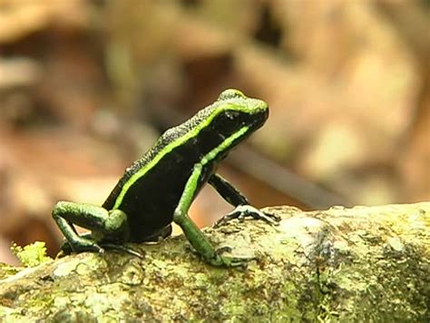 Three Striped Poison Dart Frog Facts And Pictures