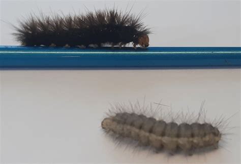 Buff Ermine Caterpillars Fast And Furry Cambridge Natural History