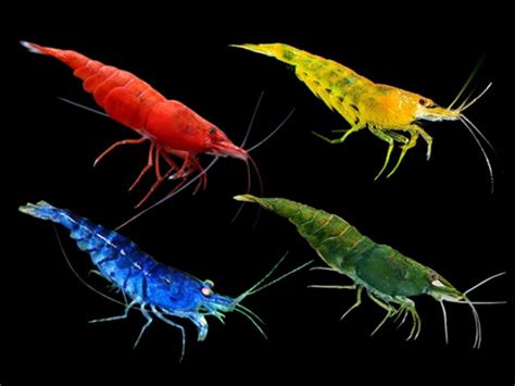 Assorted Colour Shrimps Get It From Https Fishplace Eu Product