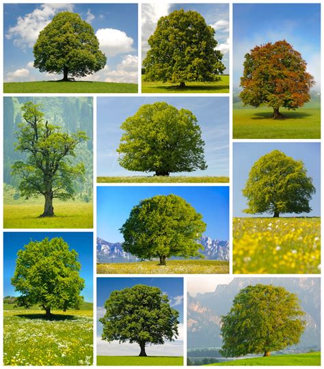 Banco De Imágenes Gratis 10 Fotos De árboles Trees Photos To Share