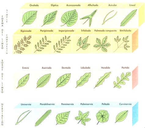 Las Plantas Características De Las Plantas