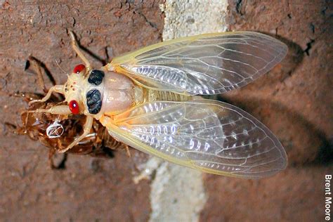 Cicadas are members of the hemiptera, then the homoptera (the homoptera is often considered an. 'Sing, Mate, Die': Why Do People Fear Cicadas? - Diarrhea Cure