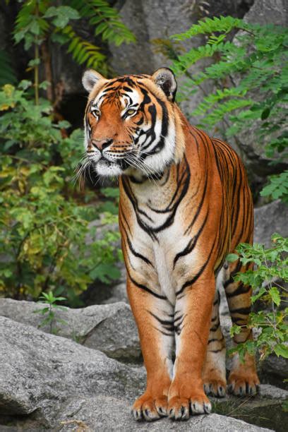 Standing Tiger Stock Photos Pictures And Royalty Free Images Istock