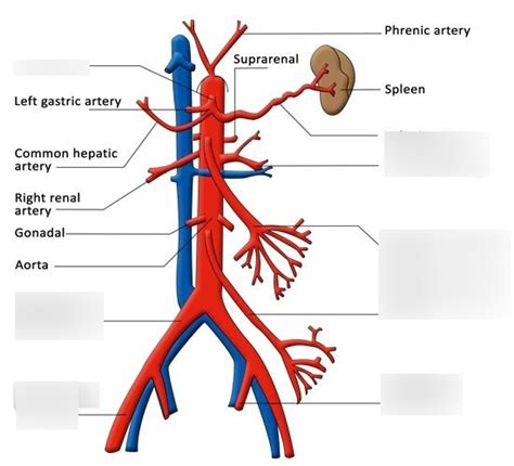 Lower Branches Of The Aorta And Inferior Vena Cava Diagram Quizlet