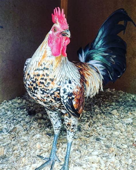 Ayam Ketawa The Laughing Chicken — Msb Poultry