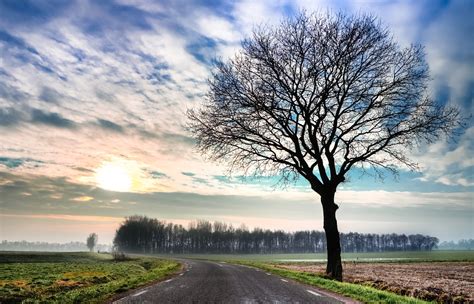 Tree Winter Hdr Free Photo On Pixabay Tree Wallpaper 4k Landscape