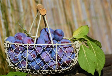 Free Images Branch Berry Flower Purple Ripe Food Harvest