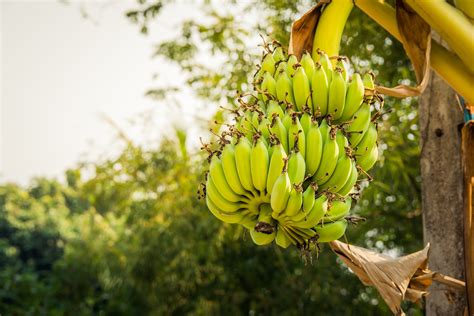 Plataneros Piden Que Se Informe Sobre Los Fitosanitarios En Bananas