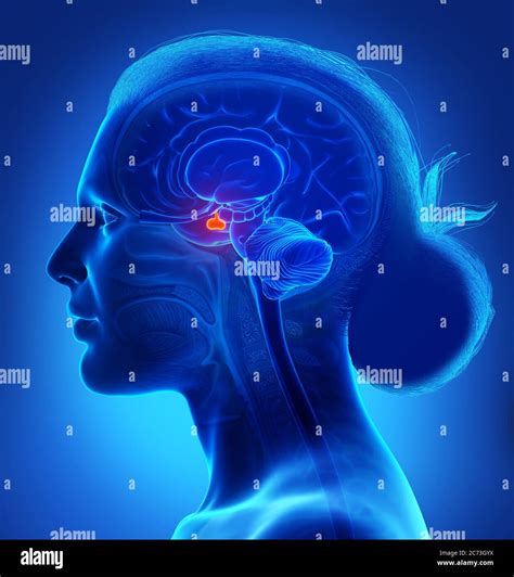 3d Rendering Medical Illustration Of A Female Brain Anatomy Pituitary