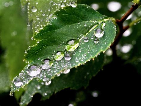 Photography Of Water Droplets On Green Leaf During Day Time Hd
