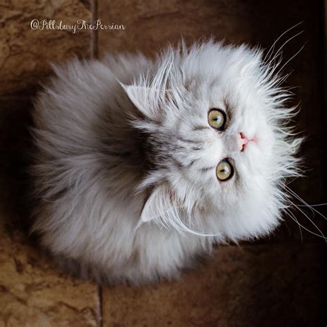 Adorable Silver Chinchilla Dollface Persian Kitten Cat Kitten