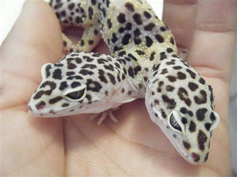 Two Headed Leopard Geckos Leopard Gecko Cute Reptiles Reptiles Pet