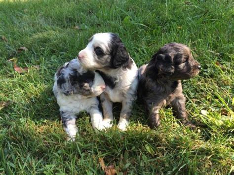 Golden pattern on red, brown and yellow colors with golden elements. Miniature Goldendoodle Puppies Rare Blue Merle Coloring! for Sale in Crosby, Ohio Classified ...