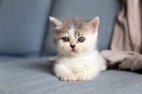 Munchkin Cat Breed Information And Characteristics Daily Paws