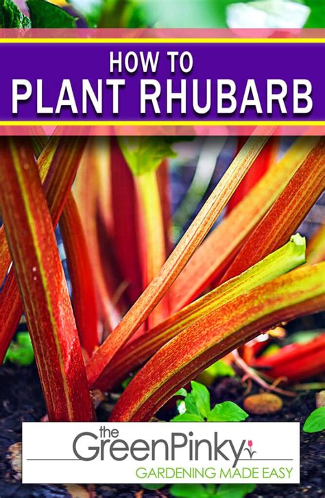How To Grow Rhubarb Plants — Our Tips That Work