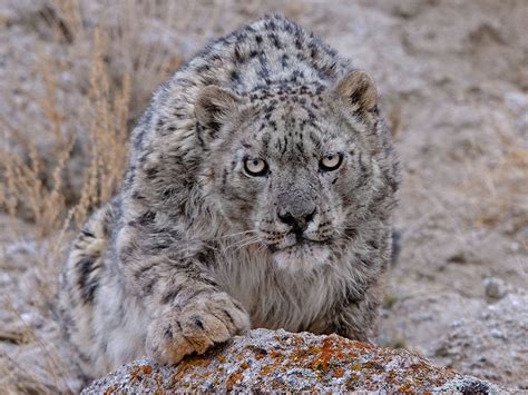 The snow leopard is a species from the panthera genus. Ghost of the Mountains: Meet the Elusive Snow Leopard ...