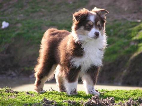 Miniature Australian Shepherd Information Dog Breeds At Newpetowners
