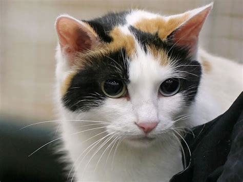 Japanese Bobtail Active And Intelligent Domestic Cat Breeds