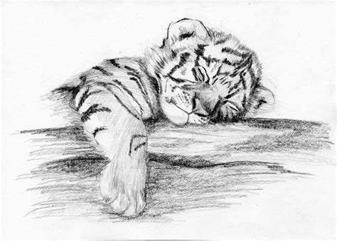 Tiger Cub By Rosebaimeimei On Deviantart