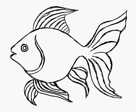 Goldfish Clipart Drawing Goldfish Drawing Transparent Free For
