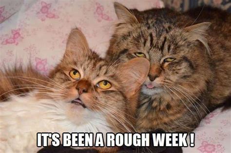 Its Been A Rough Week Cats Cats And Kittens Funny Animals