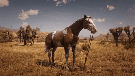 Red Dead Redemption 2 Wild Horse Breeds Locations Guide
