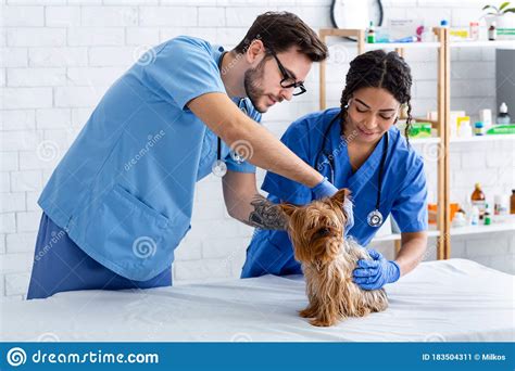 Veterinary Medicine Young Animal Doctors Conducting Examination Of