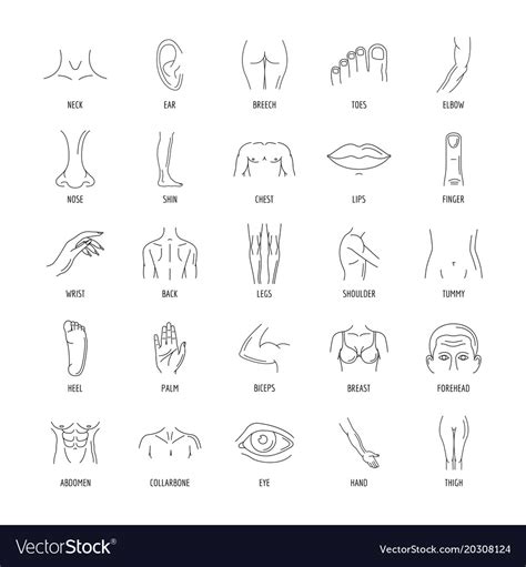 Body Parts Icons Set Line Style Royalty Free Vector Image