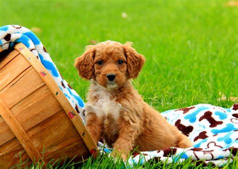 D.c, virginia, maryland premeir breeder Pete - Goldendoodle-Miniature Puppy For Sale in Pennsylvania (With images) | Miniature puppies ...