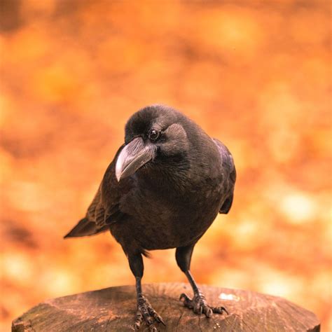 A Posing Crow Ganref