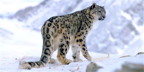 Poachers Illegally Kill Hundreds Of Endangered Snow Leopards Each Year