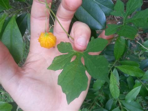 Orange Fruit In Central Florida Vine Inside Looks Like