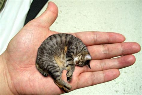 世界上最小的貓叫皮堡斯 每日頭條