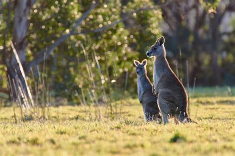 Eastern Grey Kangaroo Wildlife Sanctuary And Café Great Ocean Road