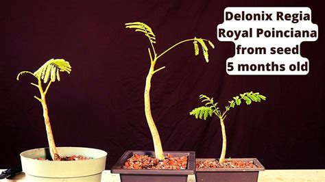 Royal Poinciana Bonsai Tree From Seed Delonix Regia Flame Tree