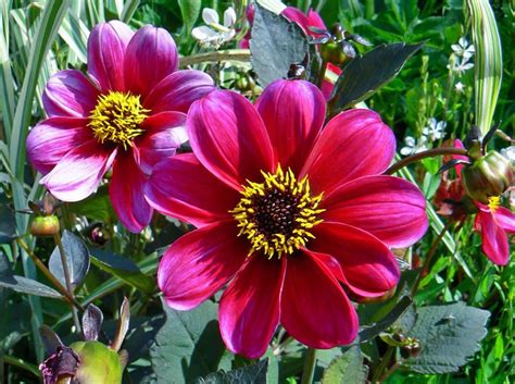 Redish Pink Summer Garden Flowers Photos Hi Res 720p Hd