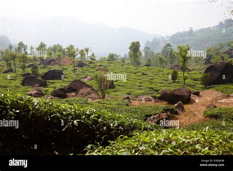 Tea Plantation In Kerala India Stock Photo Alamy