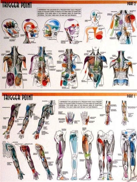 Trigger Points Check Out The Pdf Documents Associated With This Graphic They Are Full Of