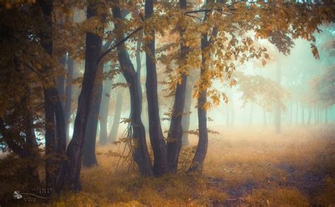 Обои на рабочий стол Осенний лес в тумане By Ildikoneer обои для