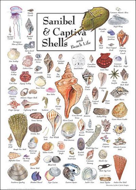 57 Best Seashell Identification Around The World Images On Pinterest