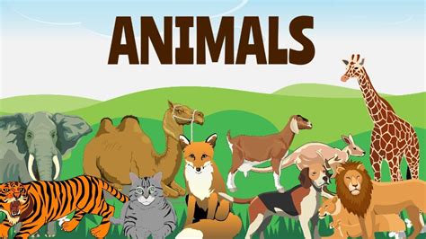 Basic Animal Names For Kids Domestic And Wild Youtube