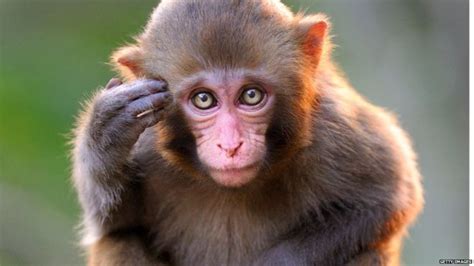 The Meaning And Symbolism Of The Word Monkey