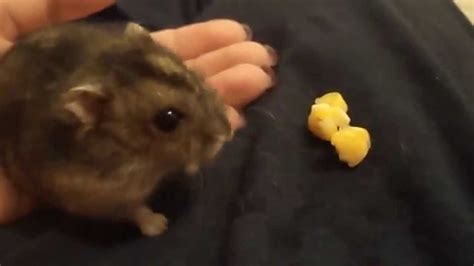 Hamster Comendo Milho Cozido Youtube
