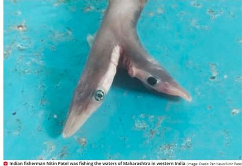 Two Headed Baby Shark With Deformed Eyes And Mutated Fins Caught In India
