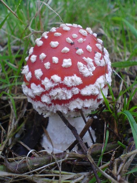 Red Mushrooms Red And White Young Mushroom Bryan19