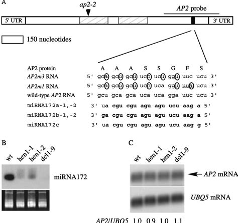 Sequence Complementarity Between Ap2 Rna And Mirna172 And Ap2 Rna And
