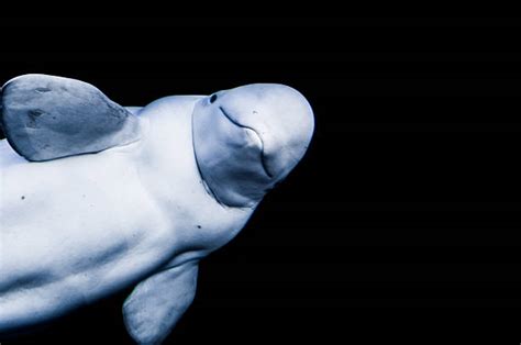Free Beluga Images Pictures And Royalty Free Stock Photos