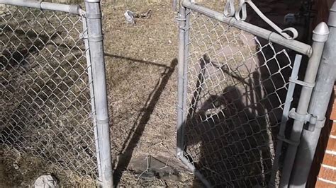Chain Link Fence And Gate Repair Aurora Youtube