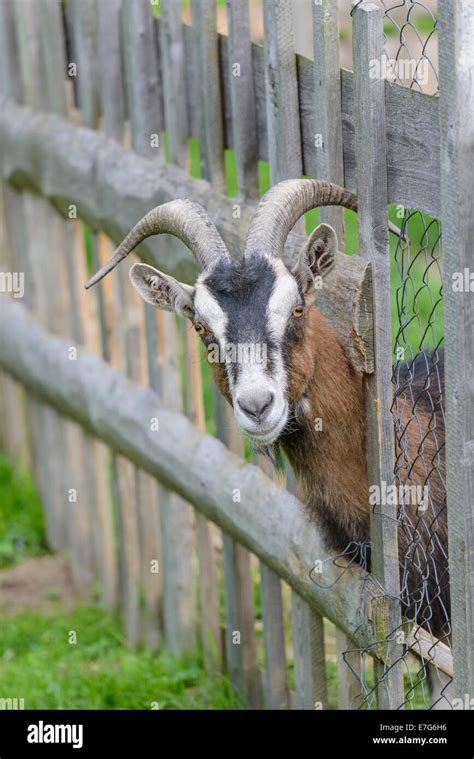 Goat Looking Through A Wooden Fence Austria Stock Photo Alamy