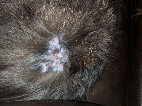 Bald Spot On Cat With Scab